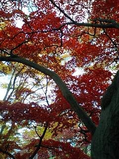 城跡の紅葉